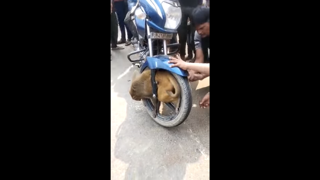 Viral video Monkey gets stuck in front wheel of speeding bike in Uttar