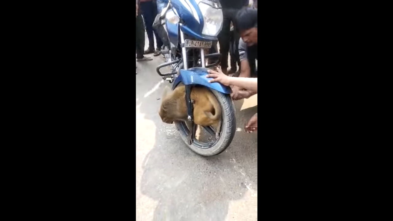 Monkey gets stuck in front wheel of speeding bike in Uttar Pradesh