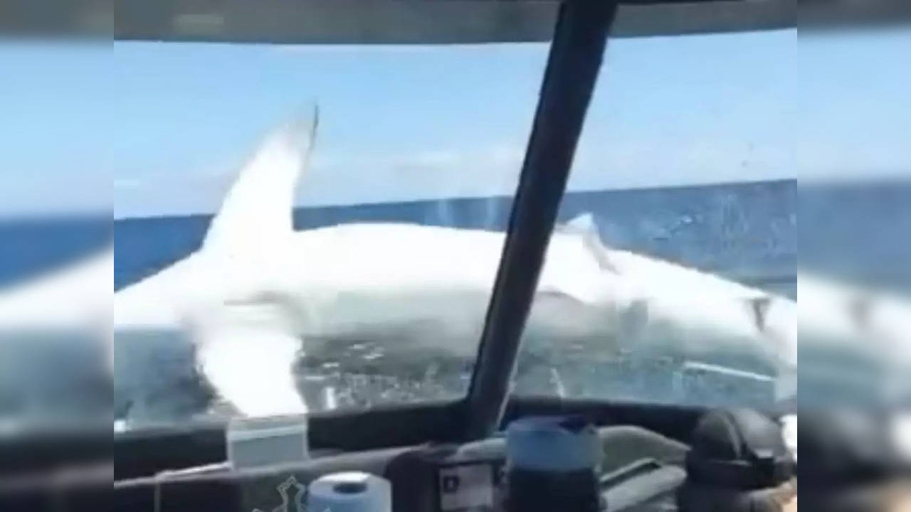 Big shark jumps on to charter boat