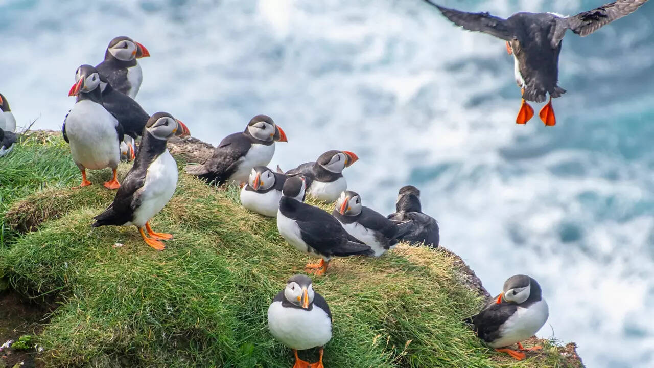 Bizzare Why are Icelanders throwing baby birds off cliffs? World