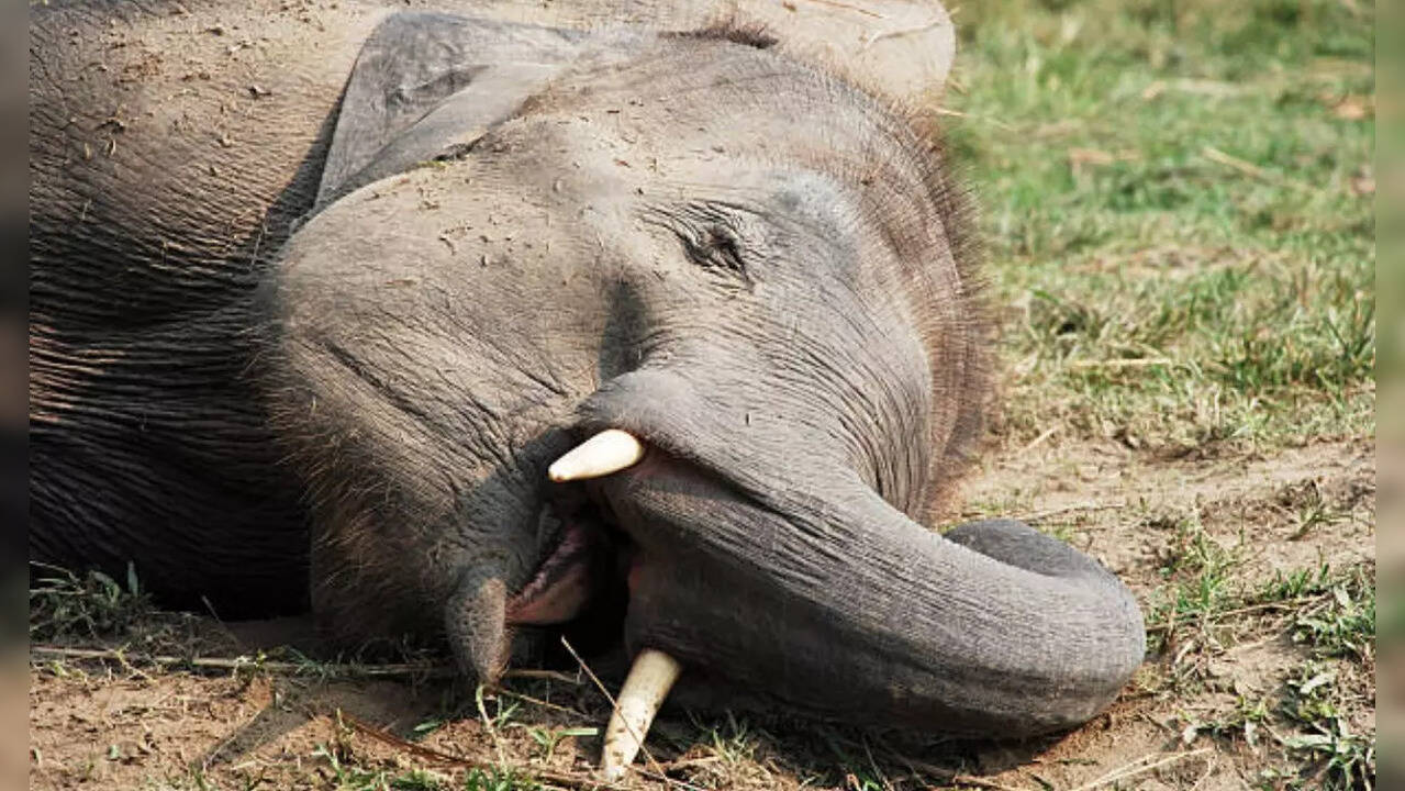 sleeping elephant