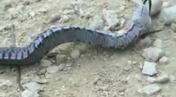 Watch This Snake Play Dead 
