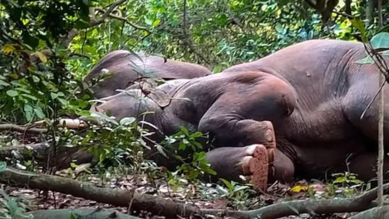 After drinking 'Mahua' liquor, 24 elephants sleep for hours in Odisha forest