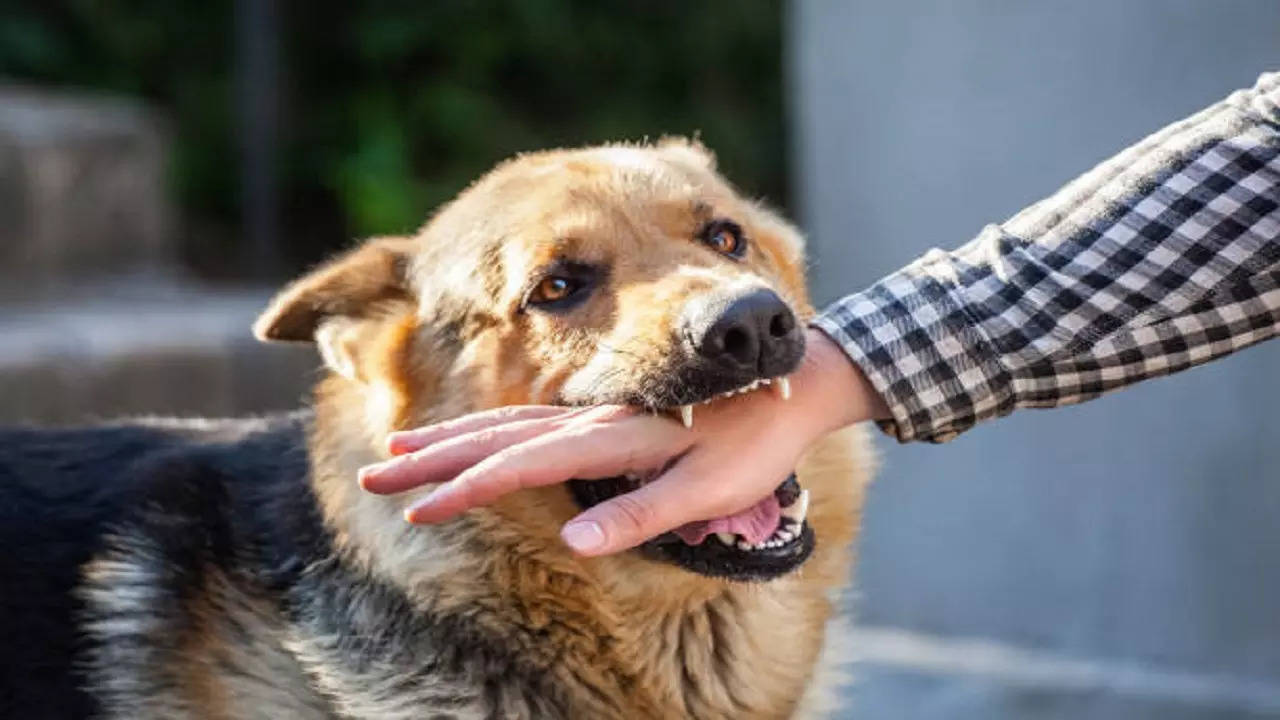 istockphoto-dog