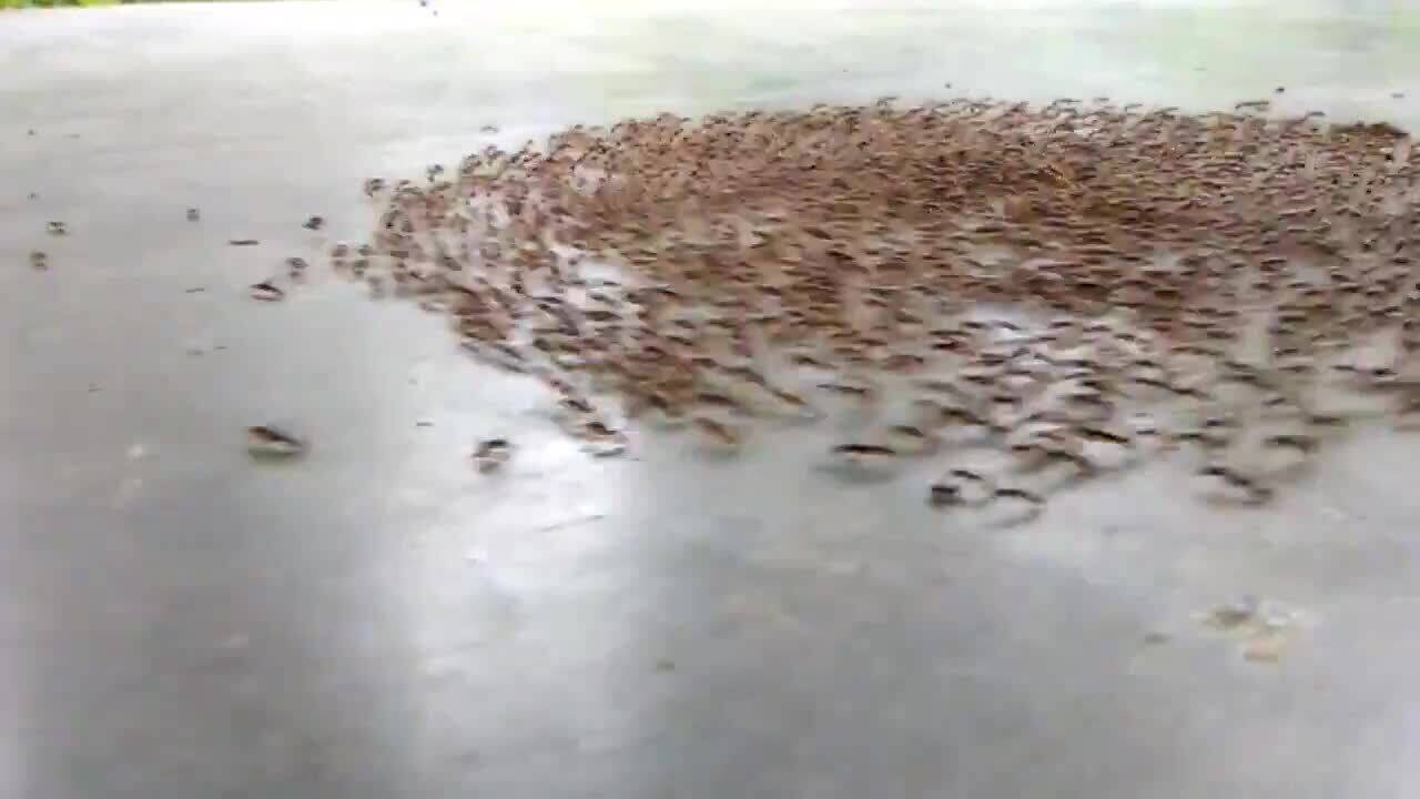 Ants sometimes move in circles till they eventually die from exhaustion