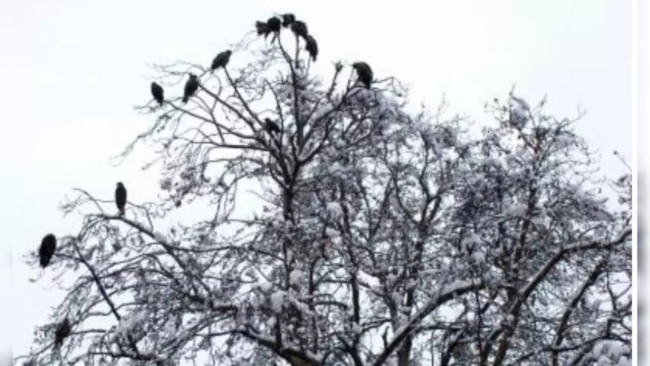 Gharana Wetlands migratory birds