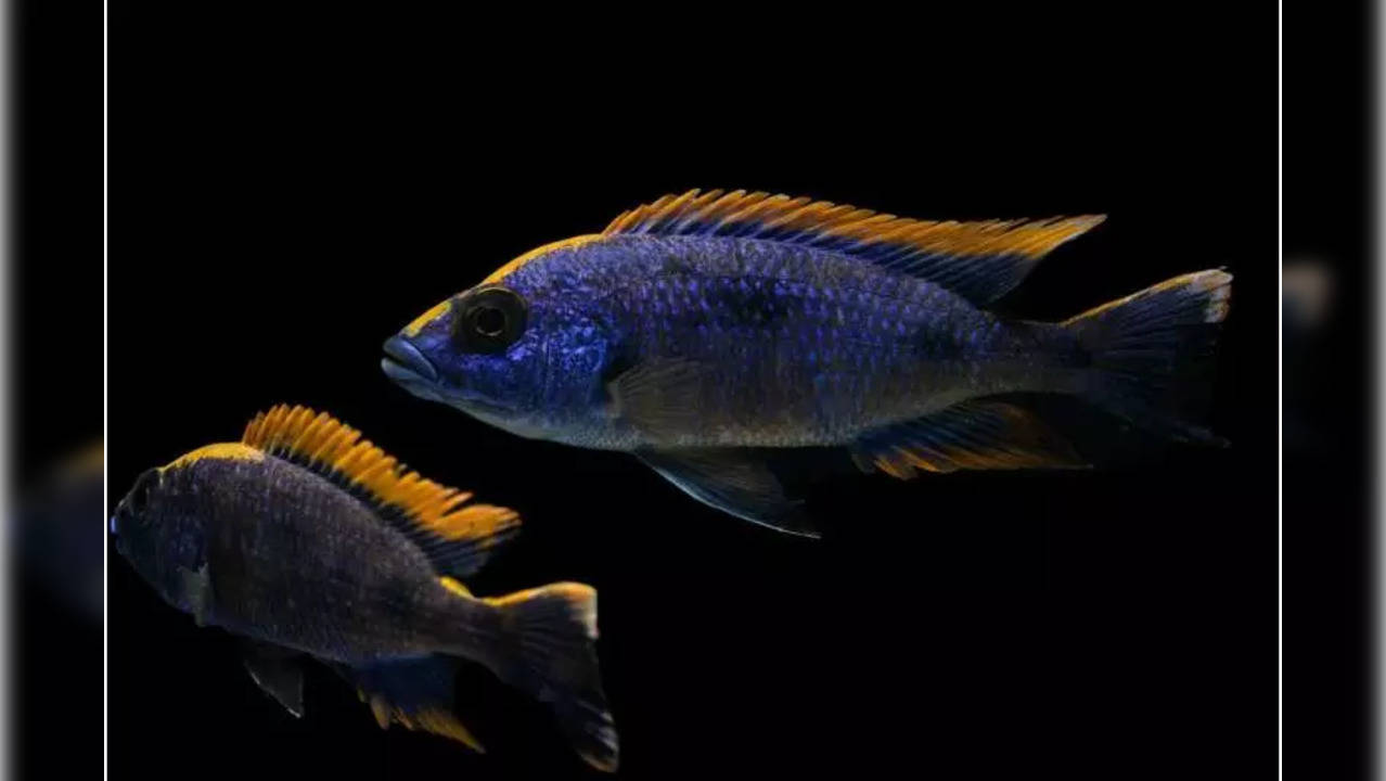 Scientists find fish that stress eat their own babies: Read on to know more