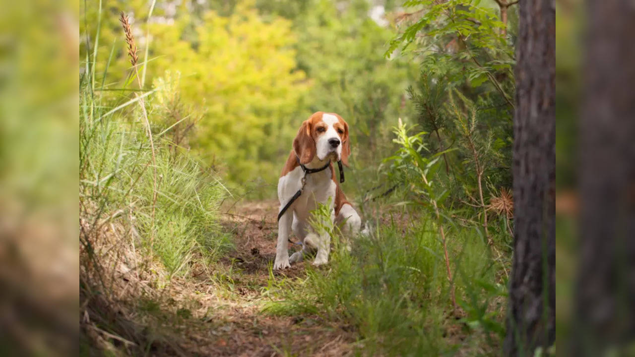 A dog helped rescue her owner, who was found unconscious deep inside a forest in Karnataka | Representative image