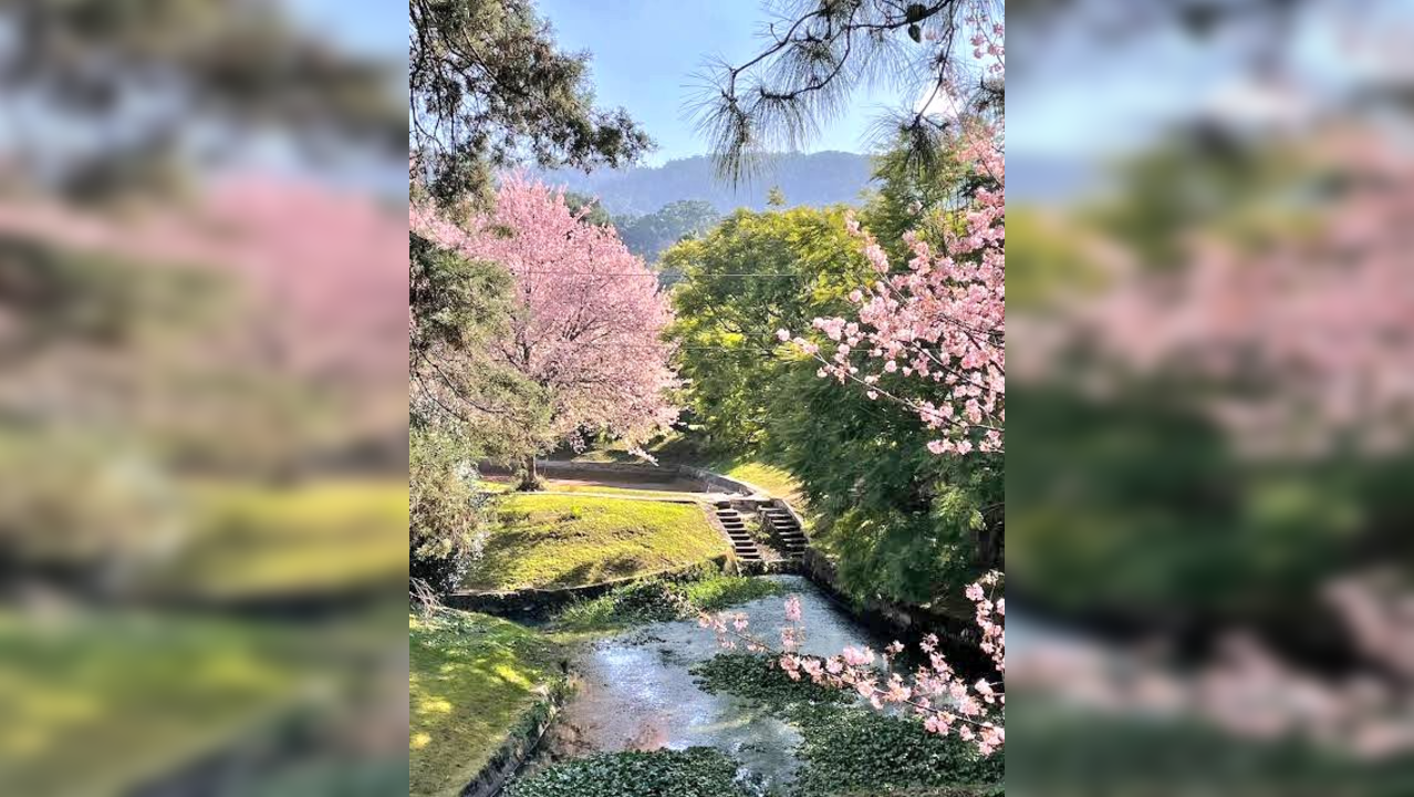 Shillong turns pink as cherry blossom season begins in the city; locals and tourists share first