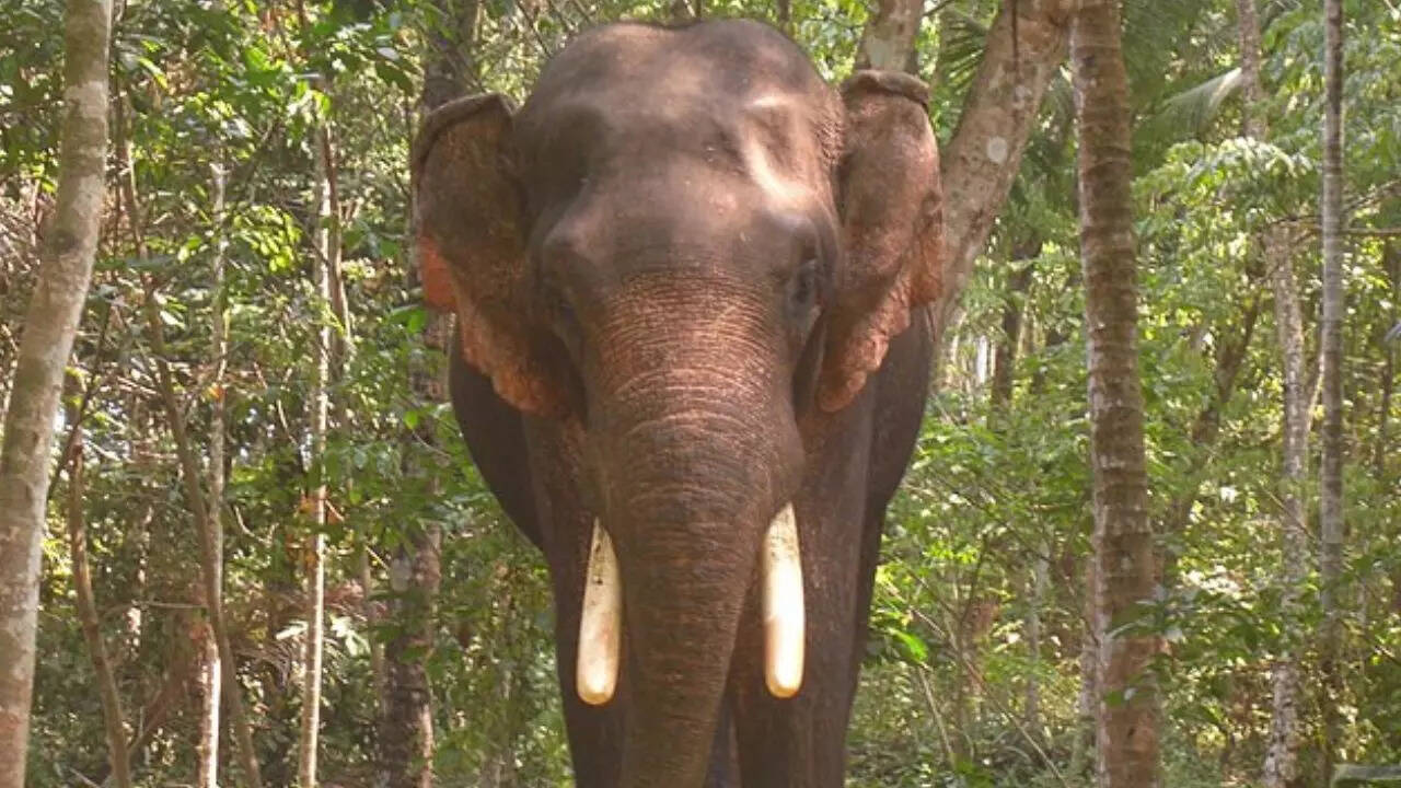 Viral video: Driver reverses bus for 8 km after chased by wild tusker in Kerala Viral video: Driver reverses bus for 8 km after chased by wild tusker in Kerala