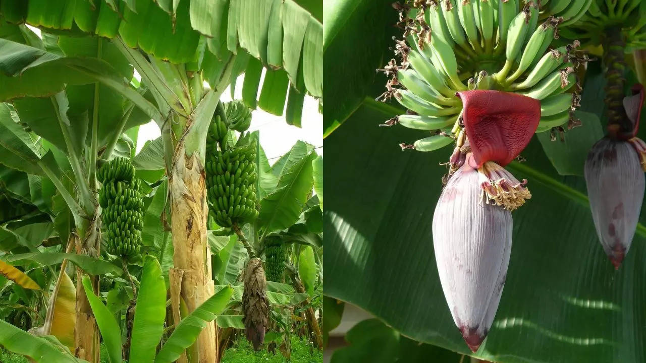 Welcome Back To Banana Tree News – Banaana Tree News