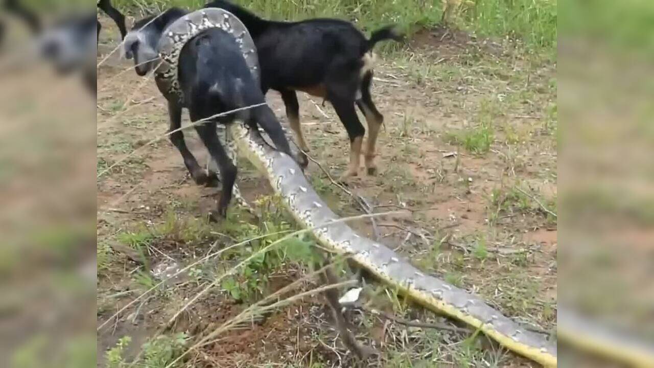 Chilling video shows three village kids rescuing a baby goat from a