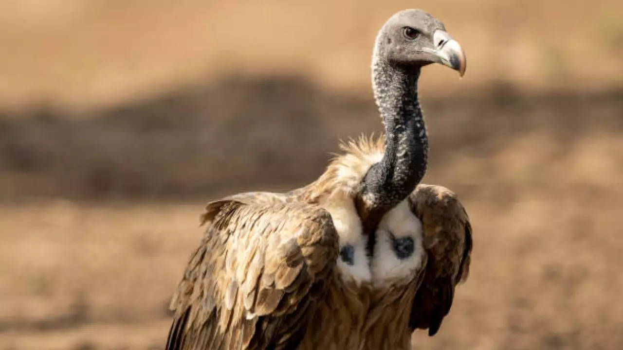 A Critically Endangered long-billed vulture pictured in Rajasthan