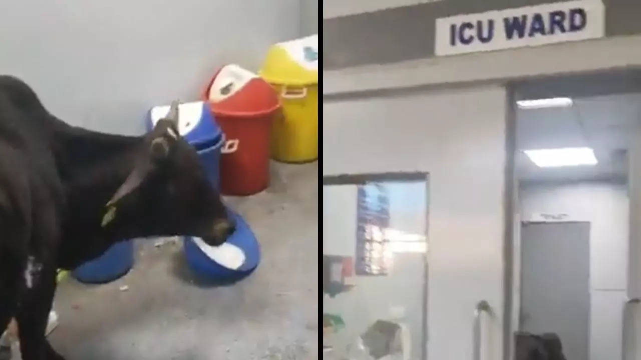 Video shows loose cow roaming inside the ICU ward of Rajgarh district hospital in MP