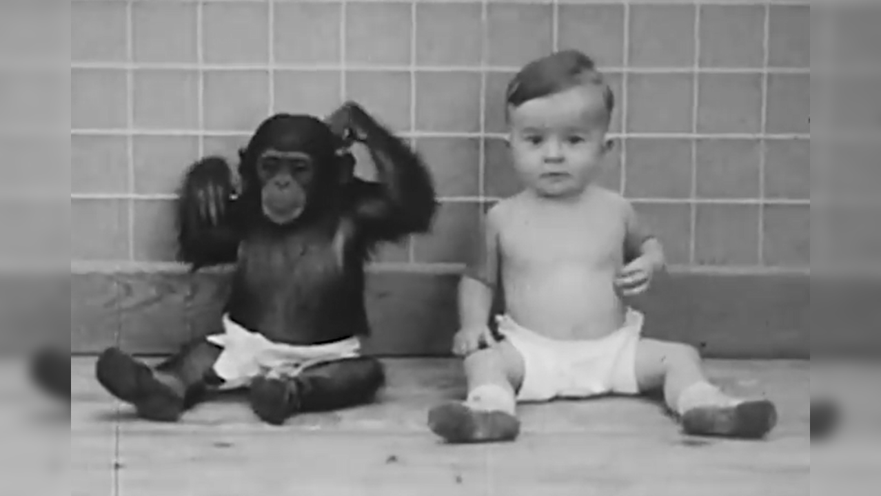 chimpanzee and baby experiment