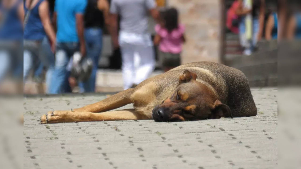 Video of Don Bosco Technical Institute students beating pregnant dog in  Delhi goes viral; four arrested | Crime News, Times Now