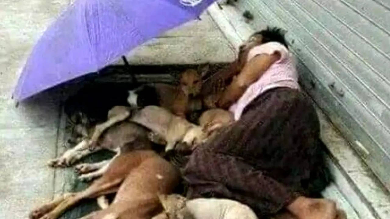 Homeless man sleeping with dogs