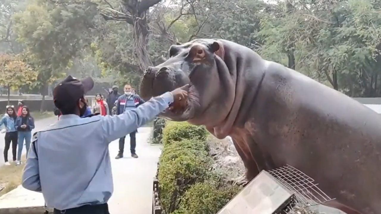 Security guard risks his life to put a hippo back into enclosure