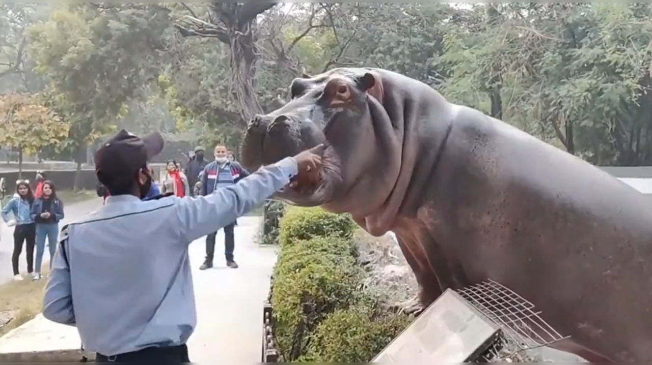 Hippo out of enclosure