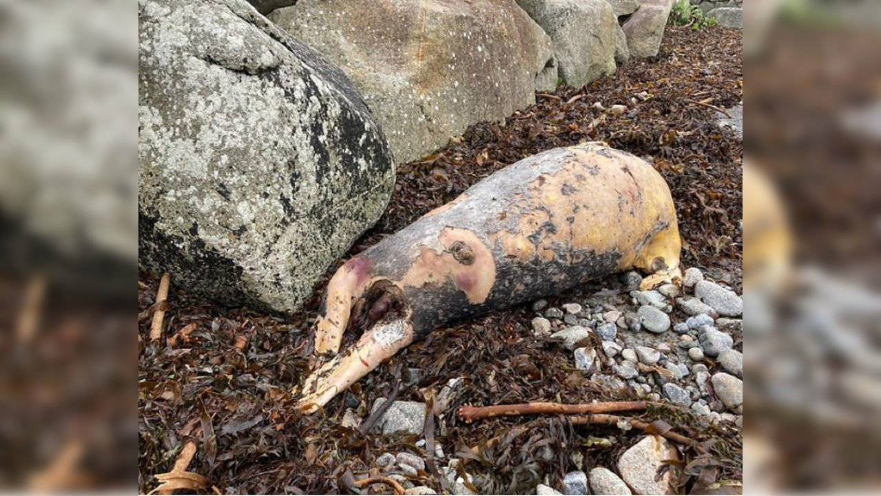 'Pig-like' sea creature's body washes up on beach