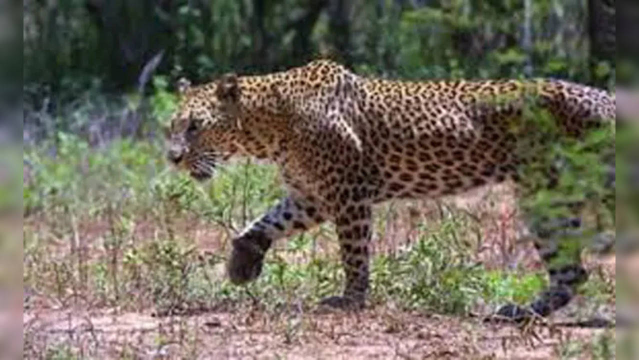 Leopard Attack In Bengaluru Leave Citizens, Officials On High Alert ...