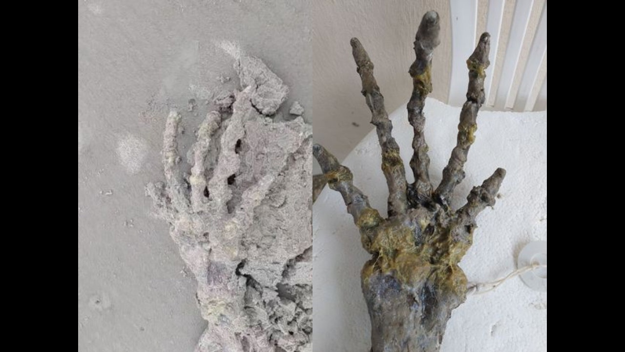 Huge skeletal 'alien' hand found on beach in Brazil