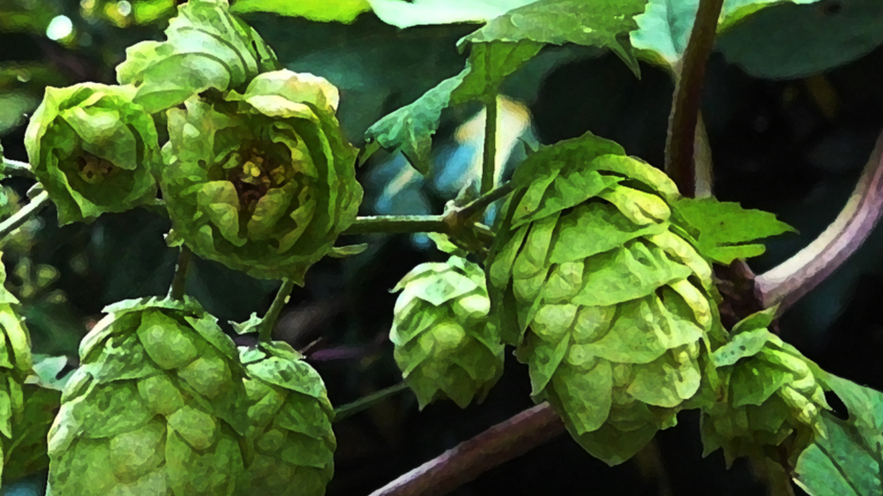 All you need to know about hop shoots, world's most expensive vegetable. Pic Credit: Flickr