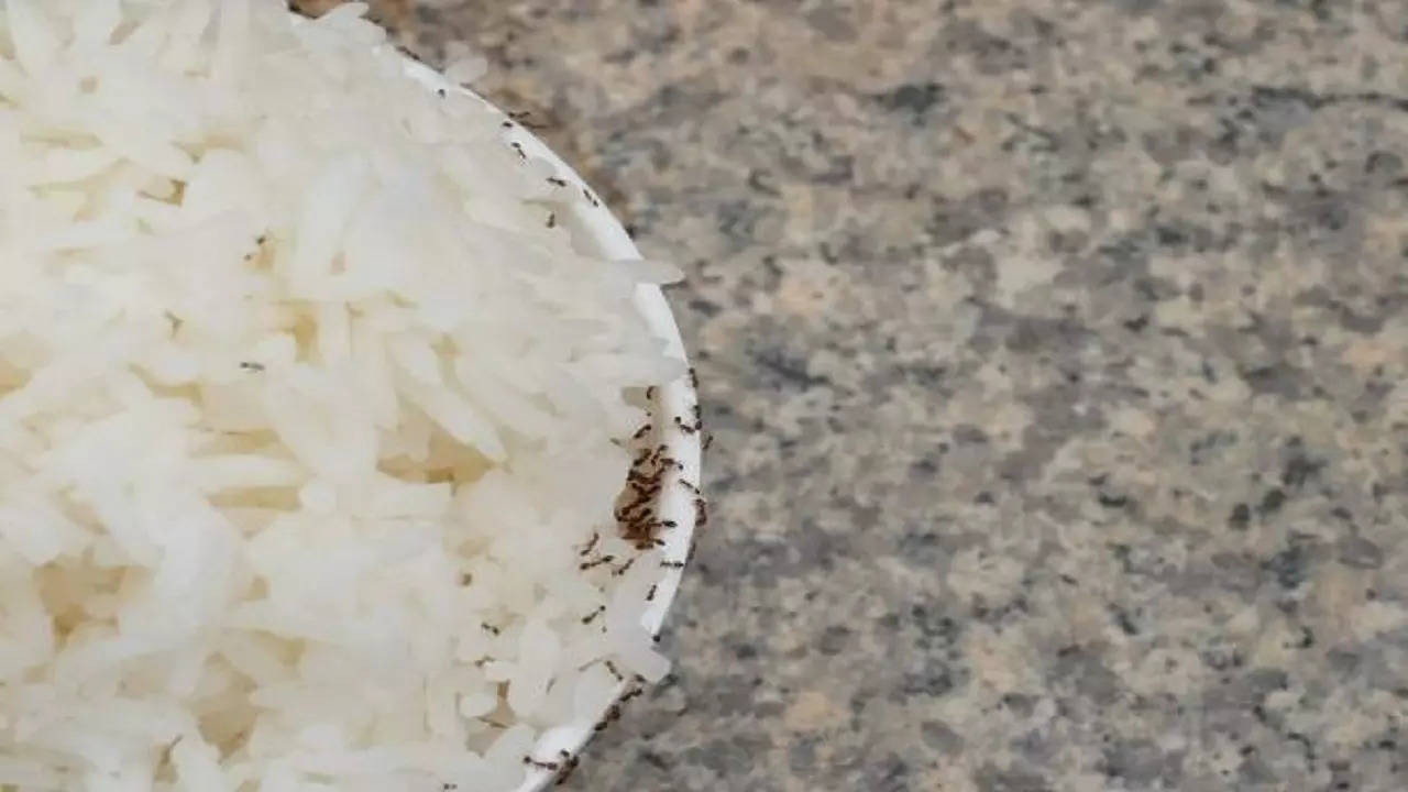 istockphoto-rice ant