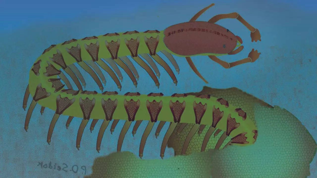 Artist's impression of a 525-million-year-old Cardiodictyon catenulum | Picture courtesy of Nicholas Strausfeld/University of Arizona