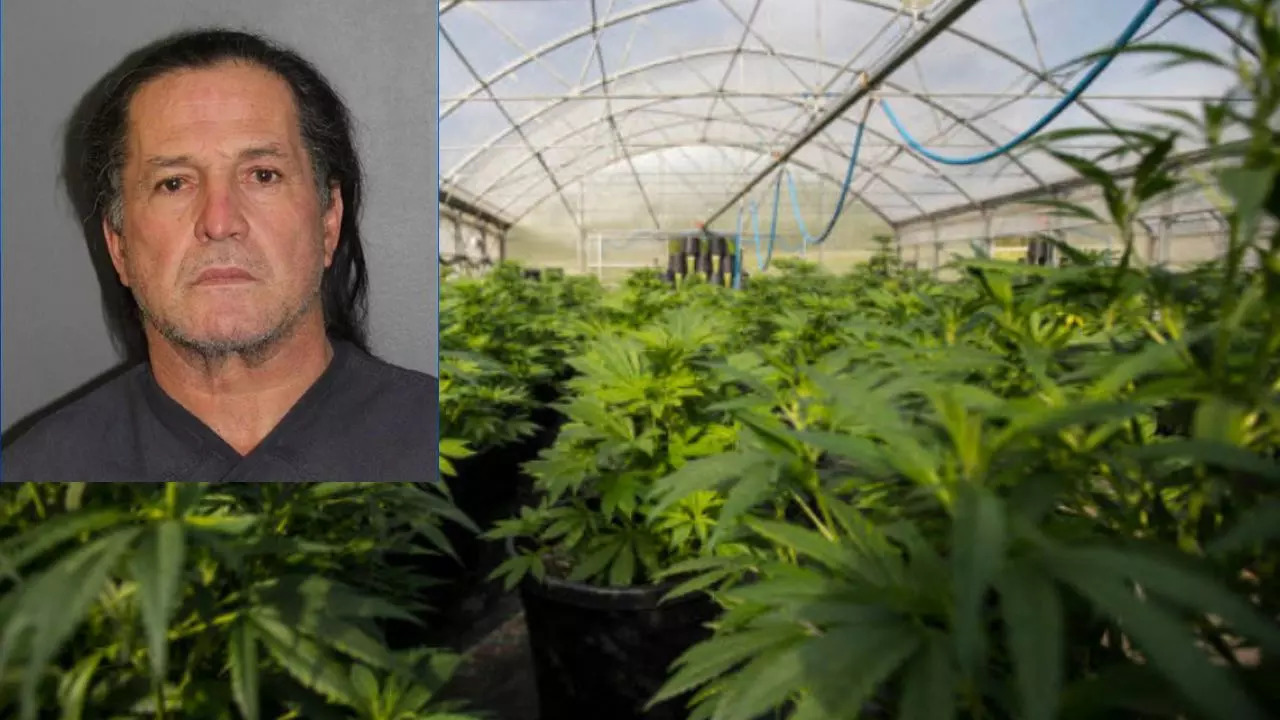 Piloto-Gomez, 57, of Florida, was arrested after detectives found 959 marijuana plants at his Colorado property