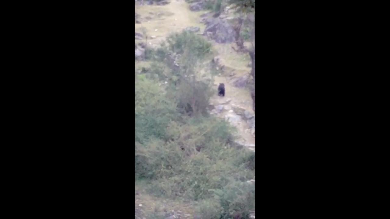 bear chamba himachal