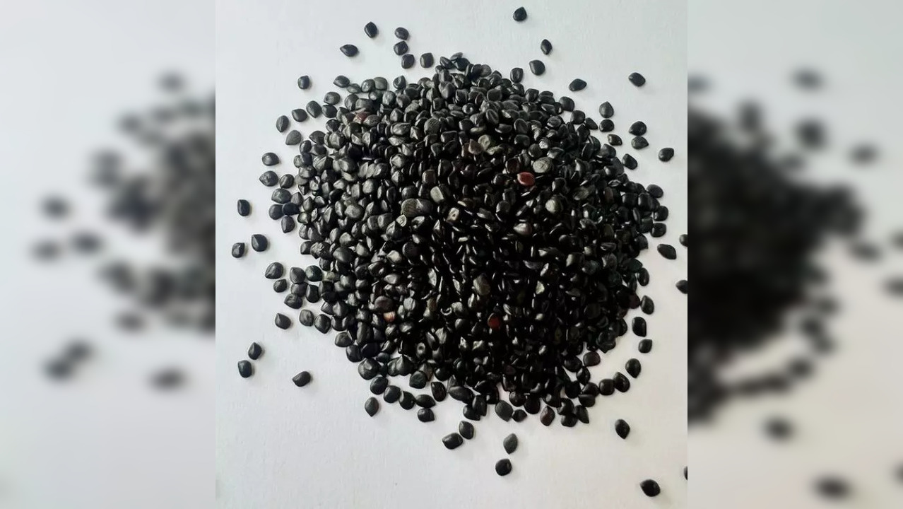 Chaksu seeds are known to have medicinal, anti-inflammatory properties that are diuretic in nature and work well for the liver, kidney, urinary tract infections and also boost blood circulation.