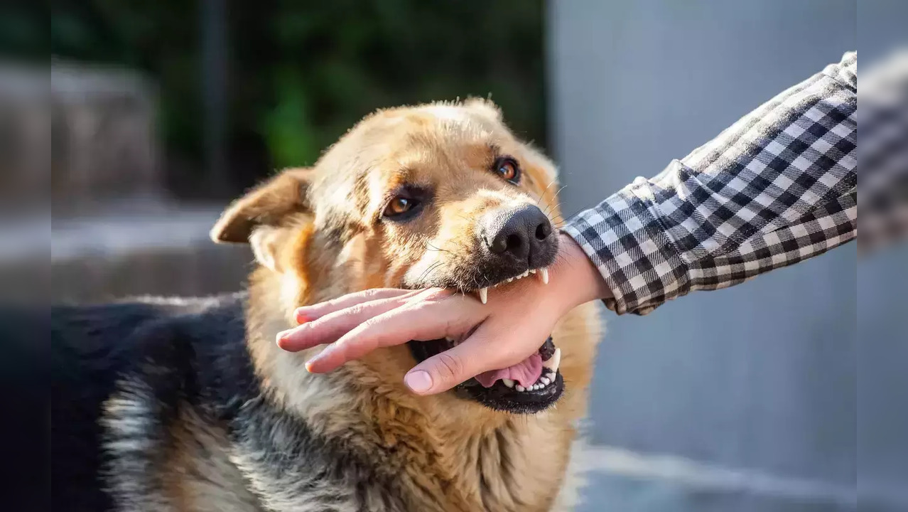 Rabies is mostly spread through dog bite