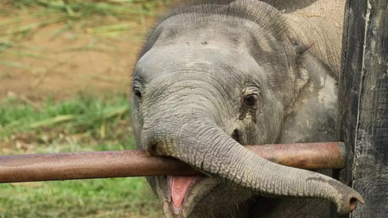 The elephant calf was taken care of by the school children.