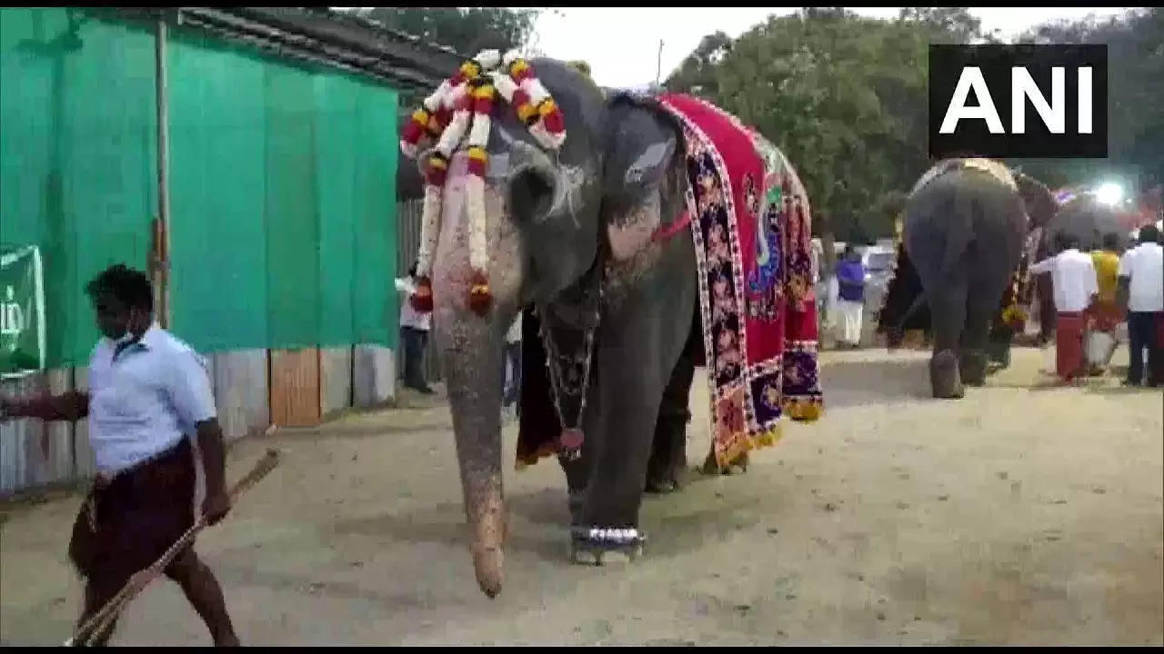 temple elephant ani