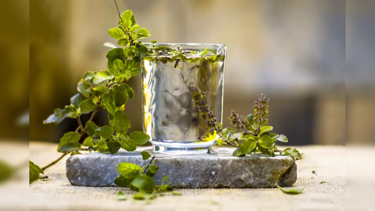 Tulsi or holy basil holds immense relevance in India – in Hindu households, tulsi is placed in the front yard or the entrance of the house.