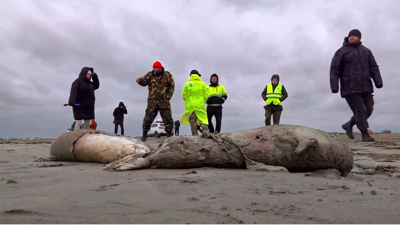 Around 700 dead seals washed up on the shore of the Caspian Sea