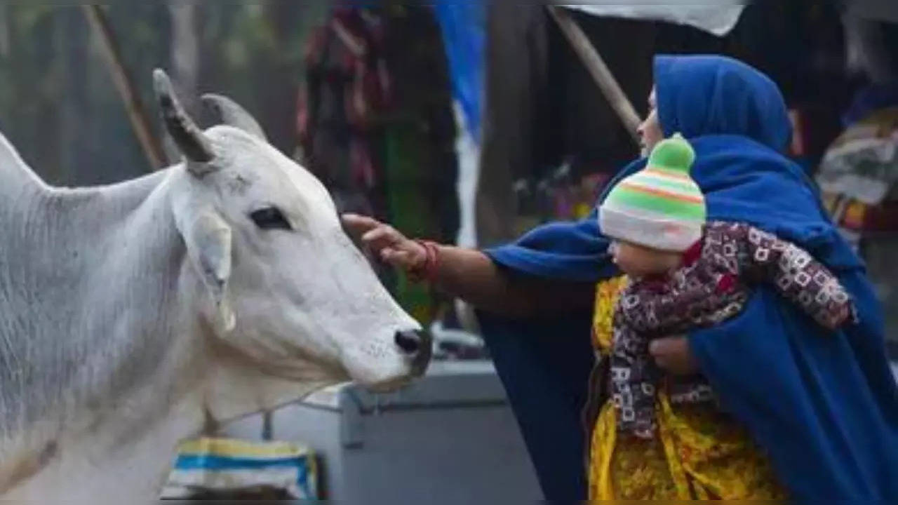 This Mumbai doctor gives up high-paying practice, dedicates her life to cows