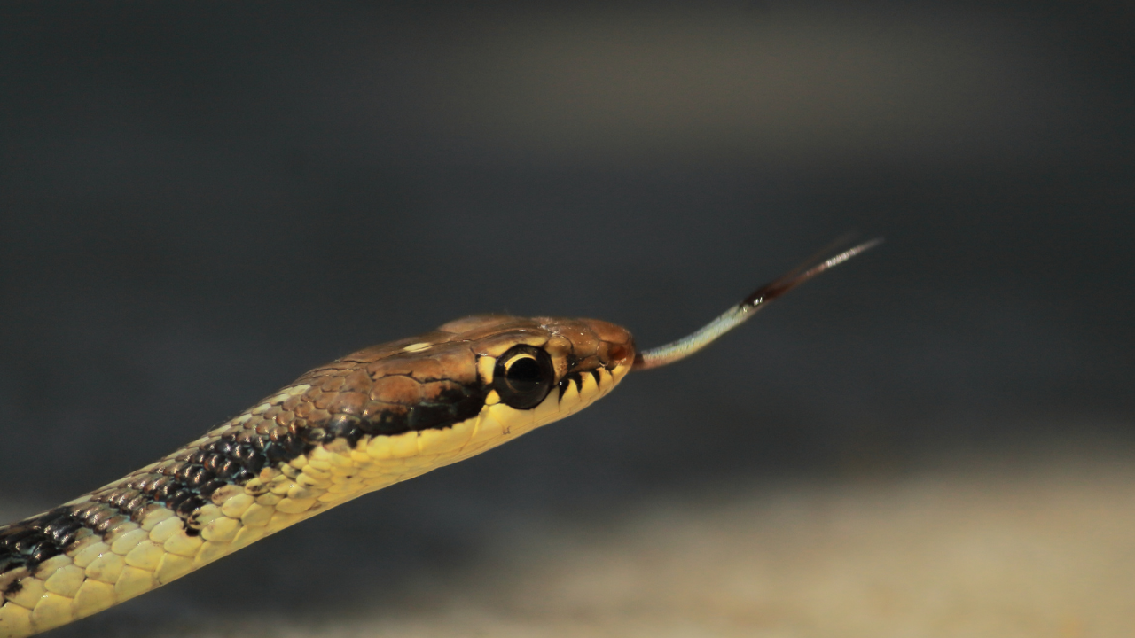 Autopsy technician finds live snake inside dead body