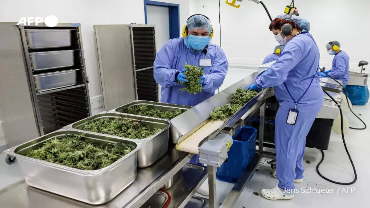 At Europe's biggest indoor cannabis farm, in Germany, workers produce one tonne of cannabis every year for medicinal use