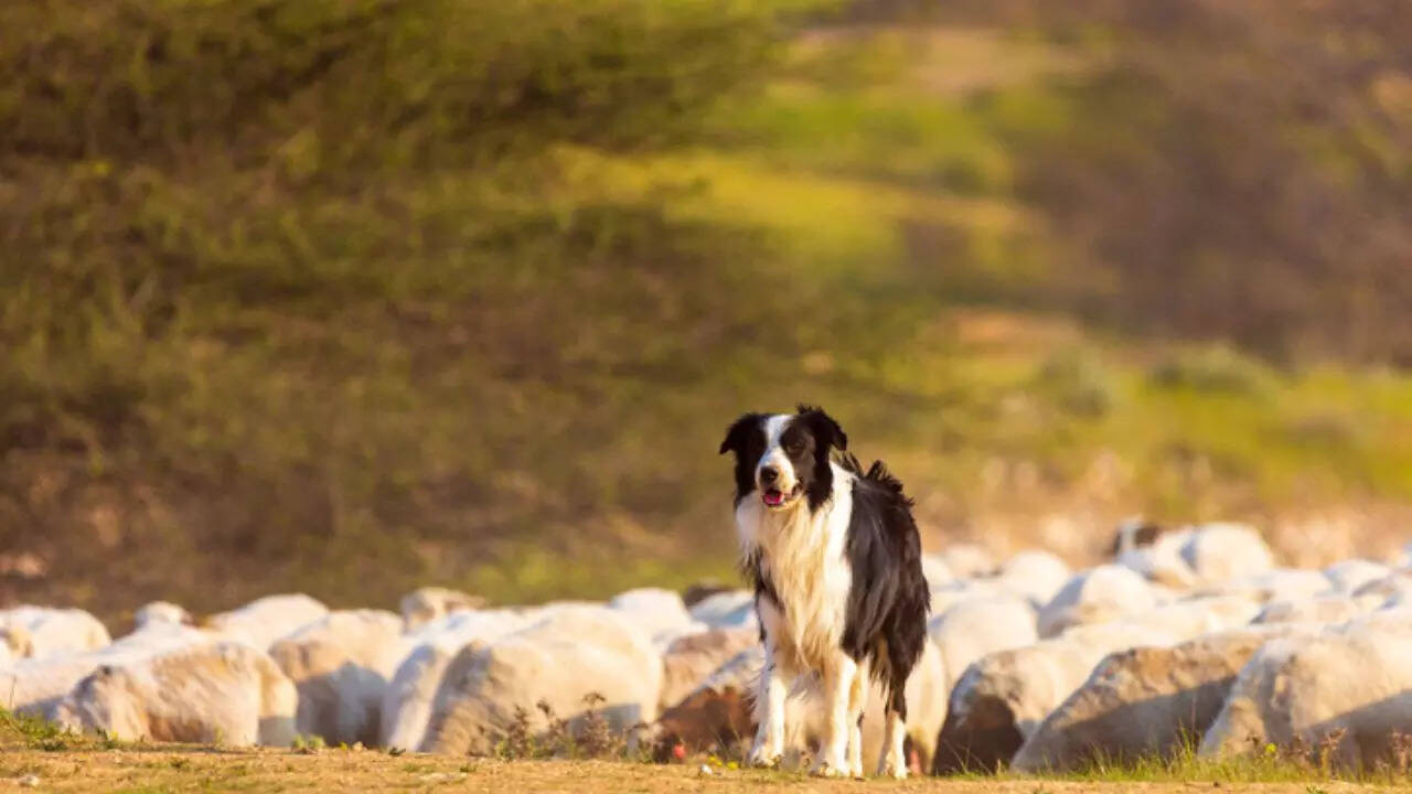 Dog fights, kills 8 coyotes that attacked farmer's sheep in