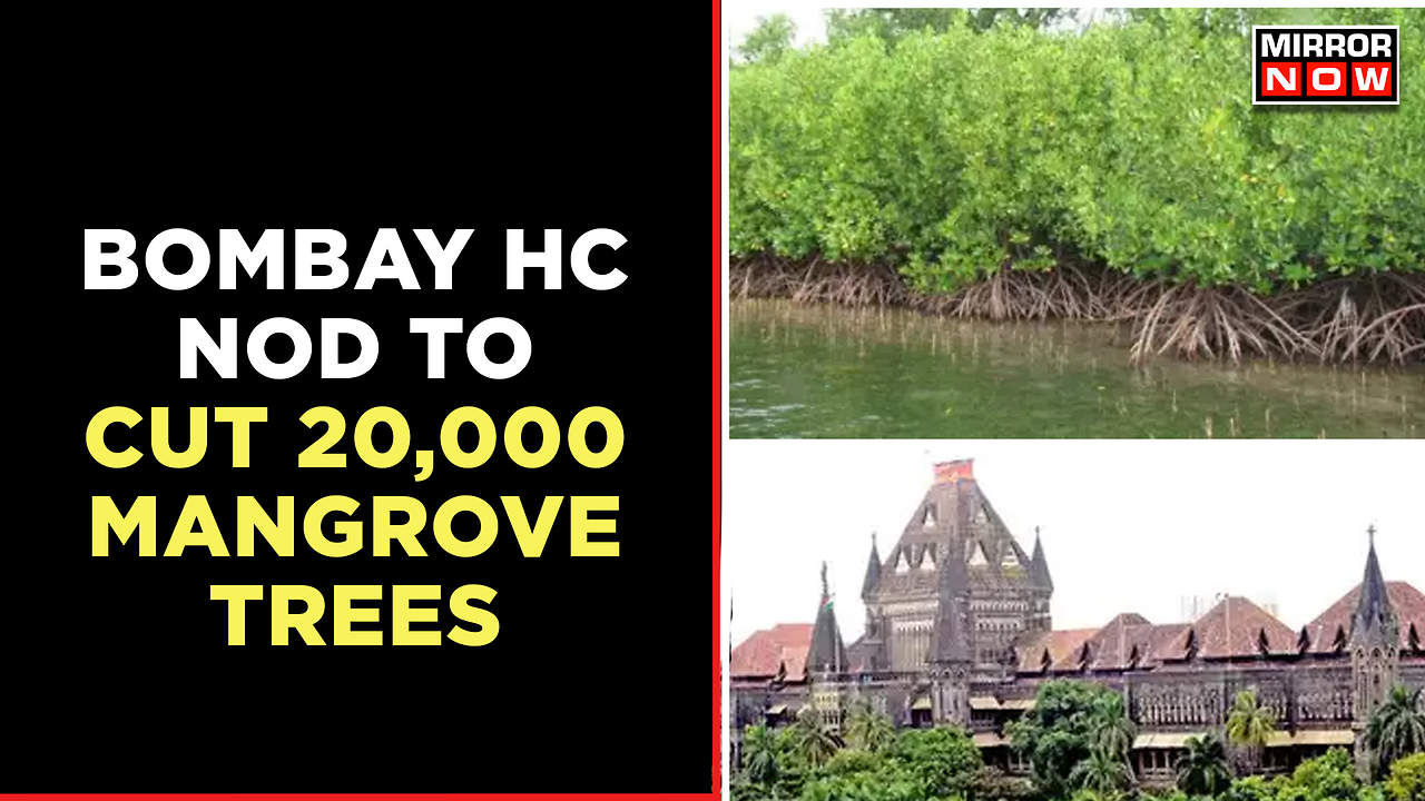 Bombay High Court Nods To Cut 20,000 Mangrove Trees For Mumbai ...