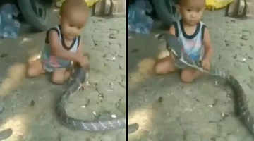 Boy catches snake with bare hands This young boy shows his bravery
