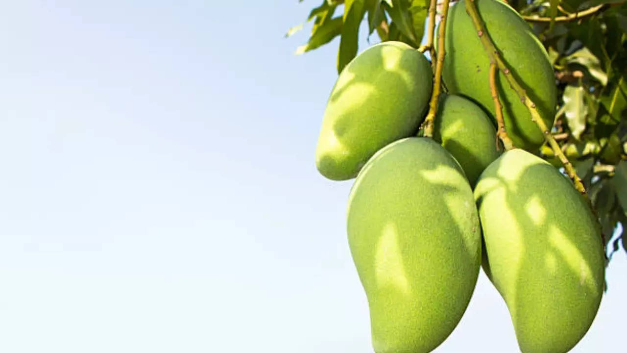 mango tree mangoes