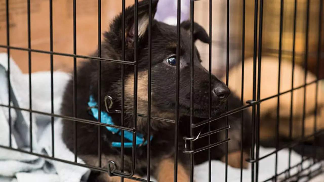 german shepherd pup