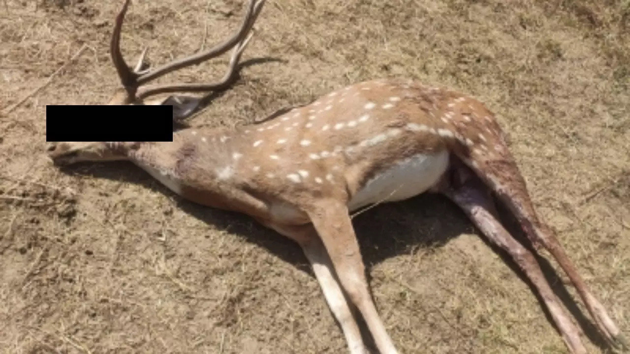 dead deer