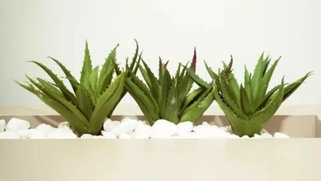 Aloe vera