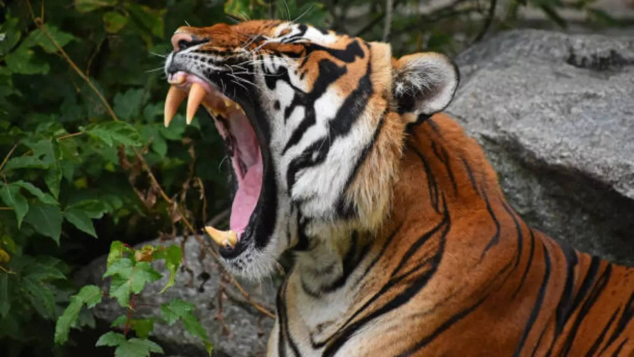 Tiger kills man, hurts two others in MP's Seoni; angry locals destroy ...