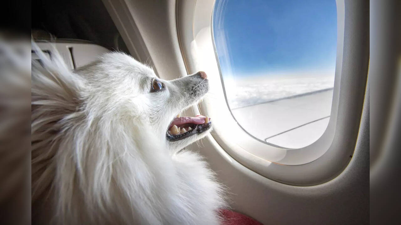 You can carry dogs on domestic airlines in India Here's are the