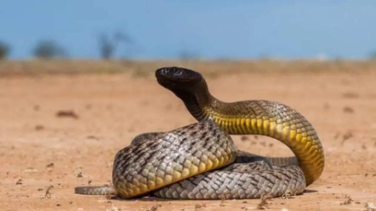 Most poisonous snake in world Inland Taipan cited world's most